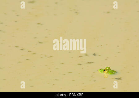 grüne Frag schwimmen in einer schlammigen Pfütze, Sri Lanka Stockfoto