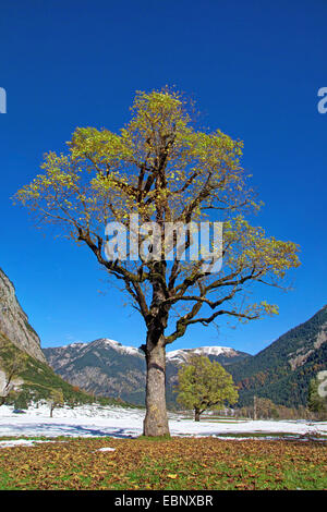 Bergahorn, große Ahorn (Acer Pseudoplatanus), Berglandschaft mit alten Ahorn, Österreich, Tirol, Karwendelgebirge, Grosser Ahornboden Stockfoto