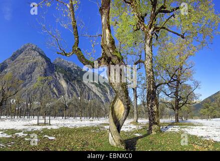 Bergahorn, große Ahorn (Acer Pseudoplatanus), Grosser Ahornboden im Frühjahr, Österreich, Tirol, Karwendelgebirge Stockfoto