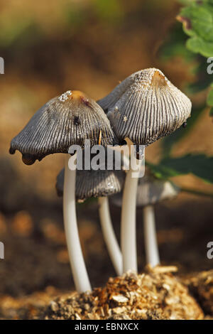 glitzernde Inkcap (Coprinus Micaceus), vier Fruchtkörper, Deutschland, Baden-Württemberg Stockfoto