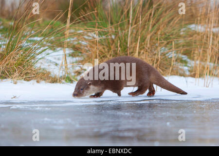 Europäischen Fischotter, europäischer Fischotter, eurasische Fischotter (Lutra Lutra), weibliche im Schnee auf einem gefrorenen bis Eis Blatt, Deutschland Stockfoto