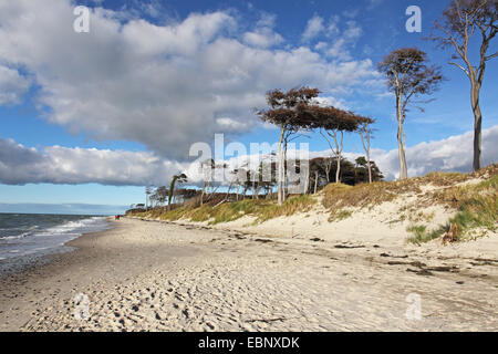 Scotch, Kiefer, Föhre (Pinus Sylvestris), Weststrand, Deutschland, Mecklenburg-Vorpommern, Ahrenshoop Stockfoto