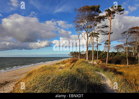 Scotch, Kiefer, Föhre (Pinus Sylvestris), Weststrand mit Pinien, Deutschland, Mecklenburg-Vorpommern, Ahrenshoop Stockfoto