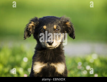 Haushund (Canis Lupus F. Familiaris), gemischte Rasse Welpen, Porträt auf einer Wiese, Deutschland, Baden-Württemberg Stockfoto