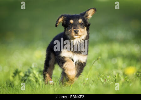 Haushund (Canis Lupus F. Familiaris), gemischte Rasse trächtige läuft auf einer Wiese, Deutschland, Baden-Württemberg Stockfoto