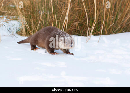 Europäischen Fischotter, europäischer Fischotter, eurasische Fischotter (Lutra Lutra), weibliche stehen im Schnee, Deutschland Stockfoto