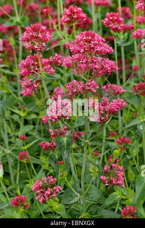 Roter Baldrian, Baldrian, Jupiter Bart, Sporn Baldrian (Centranthus Ruber), blühen Stockfoto