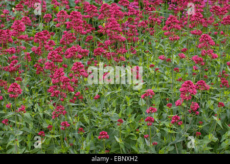 Roter Baldrian, Baldrian, Jupiter Bart, Sporn Baldrian (Centranthus Ruber), blühen Stockfoto