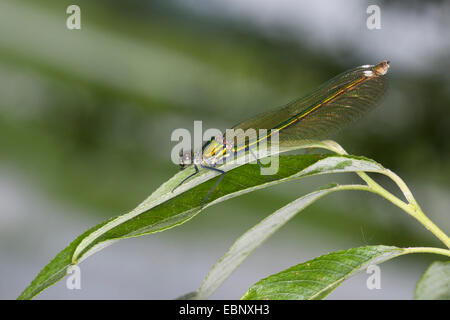 gebänderten Schwarzflügel, gebändert Agrios, Gebänderten Prachtlibelle (Calopteryx Splendens, Agrios Splendens), Weiblich, Deutschland Stockfoto