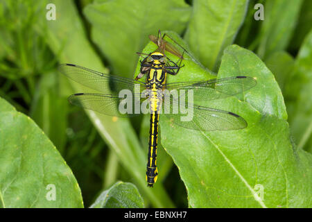 Club-tailed Libelle (Befestigung Vulgatissimus), mit Beute, Deutschland Stockfoto