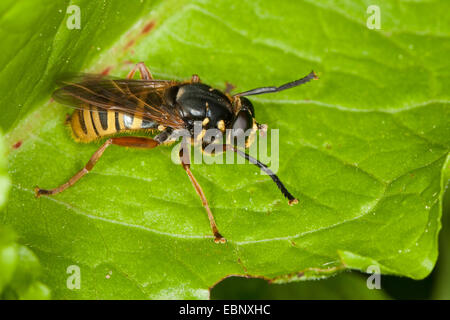 Hoverfly (Temnostoma Apiforme), Mimikry wegen der Wespe-Muster Stockfoto