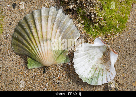 Große Jakobsmuschel, gemeinsame Jakobsmuschel, Coquille St. Jacques (Pecten Maximus), zwei Muscheln am Strand Stockfoto