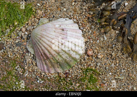 Große Jakobsmuschel, gemeinsame Jakobsmuschel, Coquille St. Jacques (Pecten Maximus), Schale am Strand Stockfoto