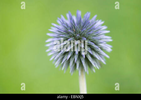 Globethistle, Globe-Distel (Echinops spec.), Blütenstand ein Globus-Distel, Deutschland, Niedersachsen Stockfoto