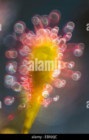 lange-leaved Sonnentau, länglich-leaved Sonnentau, Löffel-leaved Sonnentau (Drosera Intermedia), funkelnden Drüsen, Deutschland, Niedersachsen, Oldenburger Stockfoto