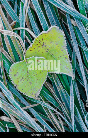 Pappel Blätter mit Rauhreif auf dem Rasen, Deutschland, Niedersachsen Stockfoto