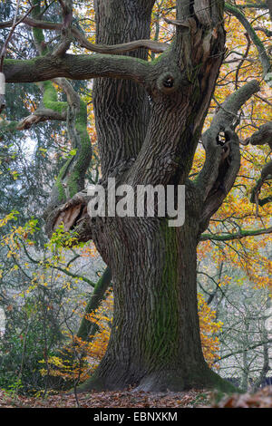 Eiche (Quercus spec.), alte Eiche in Visbeck, Deutschland, Niedersachsen, Oldenburger Muensterland, Visbek Stockfoto