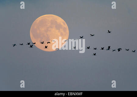 Kranich, eurasische Kranich (Grus Grus), fliegen Herde vor Vollmond, Deutschland, Mecklenburg-Vorpommern Stockfoto