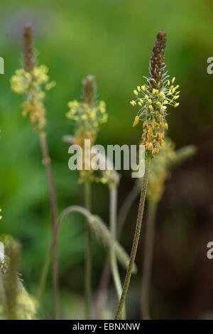 Alpine Wegerich (Plantago Alpina), blühen, Deutschland, BG Ffm Stockfoto