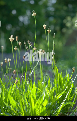 Buckhorn Wegerich, englische Wegerich, Spitzwegerich Spitzwegerich, Rippe Rasen, Welligkeit Grass (Plantago Lanceolata), blühen, Deutschland, BG Ffm Stockfoto