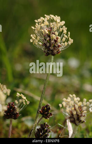 Alpine Wegerich (Plantago Alpina), blühen, Deutschland Stockfoto