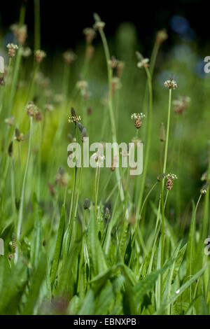 Buckhorn Wegerich, englische Wegerich, Spitzwegerich Spitzwegerich, Rippe Rasen, Welligkeit Grass (Plantago Lanceolata), blühen, Deutschland Stockfoto