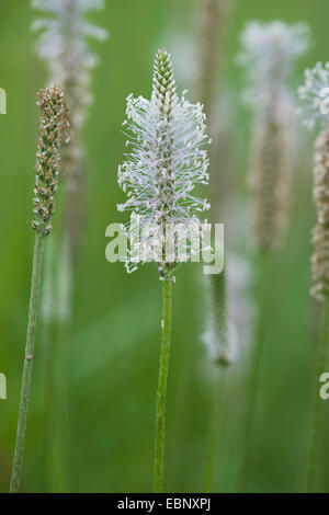 hoary Wegerich (Plantago Media), blühen, Schweiz Stockfoto