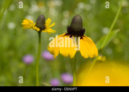 Umklammern Sonnenhut (Rudbeckia Amplexicaulis), Blütenstand Stockfoto