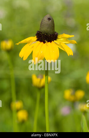 Umklammern Sonnenhut (Rudbeckia Amplexicaulis), Blütenstand Stockfoto