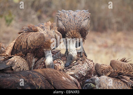 Afrikanische Weißrückenspecht Geier (abgeschottet Africanus), Geier, die Fütterung auf einen Toten Büffel, Südafrika, Kruger National Park Stockfoto