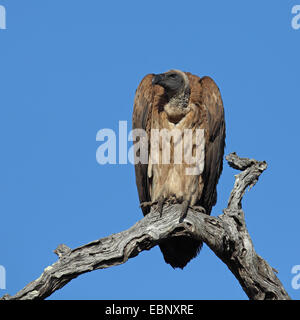 Afrikanische Weißrückenspecht Geier (abgeschottet Africanus), sitzt auf einem abgestorbenen Baum, Südafrika, Kruger National Park Stockfoto