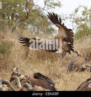 Afrikanische Weißrückenspecht Geier (abgeschottet Africanus), Landung auf Aas, Südafrika, Kruger National Park Stockfoto