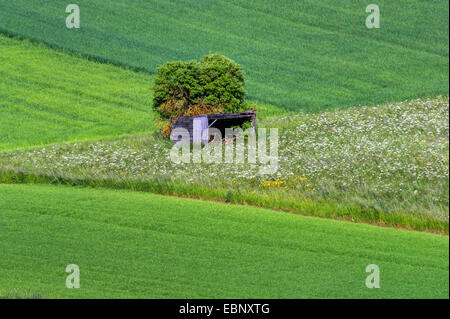 hölzerne Unterschlupf und einzigen Baum im Feld Landschaft im Frühling, Alendorf, Eifel, Nordrhein-Westfalen, Deutschland Stockfoto