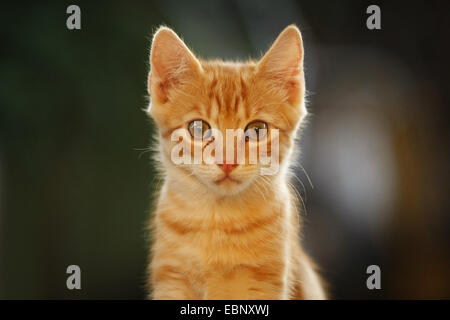 Hauskatze, Hauskatze (Felis Silvestris F. Catus), Tabby rote Kätzchen, Porträt, Deutschland, Baden-Württemberg Stockfoto