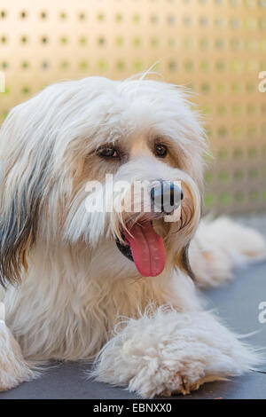 Tibet Terrier, Tsang Apso, Dokhi Apso (Canis Lupus F. Familiaris), ein-Jahr-alt, helles Zobel und weißer Mann liegt auf einer Terrasse mit Mund öffnen, Deutschland Stockfoto