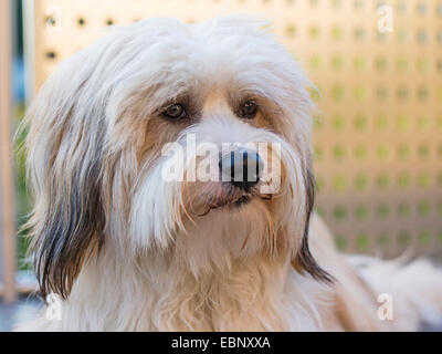 Tibet Terrier, Tsang Apso, Apso Dokhi (Canis Lupus F. Familiaris), ein Jahr alt hell Zobel und weißer Mann, Porträt, Deutschland Stockfoto