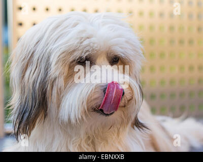 Tibet Terrier, Tsang Apso, Apso Dokhi (Canis Lupus F. Familiaris), ein-Jahr-alte, helle Zobel und weißer Mann über seine Schnauze lecken, Porträt, Deutschland Stockfoto