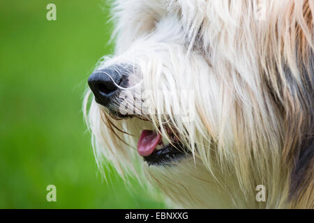 Tsang Apso, Tibet Terrier, Schnauze im Profil, Deutschland, Dokhi Apso (Canis Lupus F. Familiaris) Stockfoto