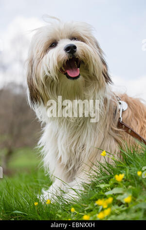 Tibet Terrier, Tsang Apso, Dokhi Apso (Canis Lupus F. Familiaris), zehn Monate altes helles Zobel und weißer Mann sitzt auf einer Wiese, Deutschland Stockfoto