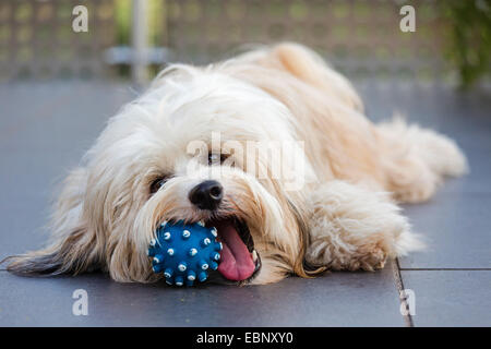 Tibet Terrier, Tsang Apso, Dokhi Apso (Canis Lupus F. Familiaris), ein-Jahr-alt, helles Zobel-weiße männliche liegen auf Terrasse und spielen mit einem blauen Ball, Deutschland Stockfoto