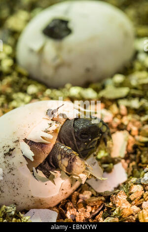 Hermanns Schildkröte, Griechische Schildkröte (Testudo Hermanni), schlüpft aus dem Ei Stockfoto