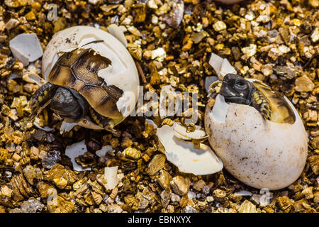 Hermanns Schildkröte, Griechische Schildkröte (Testudo Hermanni), schlüpft aus dem Ei, Deutschland Stockfoto