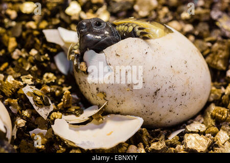 Hermanns Schildkröte, Griechische Schildkröte (Testudo Hermanni), schlüpft aus dem Ei, Deutschland Stockfoto