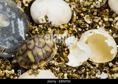 Griechische Schildkröte (Testudo Hermanni), Hermann Schildkröte geschlüpft neu junge Schildkröte mit leere Eierschale im Brutkasten, Deutschland Stockfoto