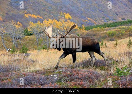 Alaska-Elch, Elch Tundra, Yukon Elch (Alces Alces Gigas), Stier Elch, USA, Alaska, Chugach State Park Stockfoto