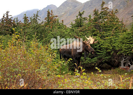 Alaska-Elch, Elch Tundra, Yukon Elch (Alces Alces Gigas), Stier Elch, USA, Alaska, Chugach State Park Stockfoto