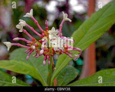 Rauwolfia, Java Teufel Pfeffer, Devilpepper, des Teufels Pfeffer, Serpentwood (Rauvolfia Serpentina, Rauwolfia Serpentina), Blütenstand Stockfoto