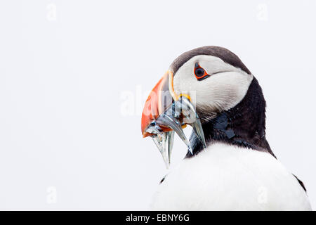 Papageitaucher (Fratercula Arctica), mit Gefangenen Sandaale in Rechnung, Porträt vor weißen Himmel. High-Key-Beleuchtung, Großbritannien, Schottland, Shetland-Inseln, Fair-Isle Stockfoto