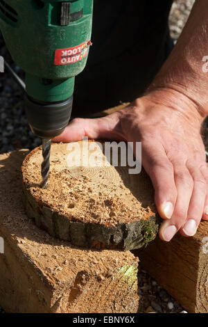 Mädchen bauen einen Osterkorb aus einer Baumscheibe, Willow Zweige, Moos, Gänseblümchen und bunten Eiern; 1. Schritt: Bohren von Löchern in den Rand der Baumscheibe, Deutschland Stockfoto