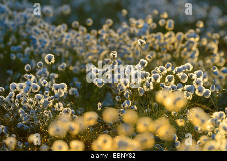 Grasbüschel Wollgras, Hares-Tail Wollgras (Wollgras Vaginatum) Fruchtkörper im Morgenlicht, Finnland Stockfoto